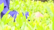 80年以上続く伝統の茶摘み　延岡市の三川内小中学校で中学生が守り抜いた「学びの茶畑」