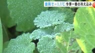 盛岡で氷点下1.1℃  今季一番の冷え込み 霜柱も 岩手県