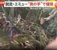 足に手錠かけ“飛べない鳥”エミューを捕獲　キャリア25年の保安官も“初”の大捕物に　アメリカ・フロリダ州