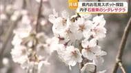 「めっちゃ綺麗で良かった」愛媛県内のお花見スポットはサクラが見頃　各地で訪れた人が賑わう【愛媛】