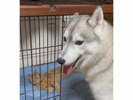 猫に自分のハウスを取られたハスキー犬の姿がジワる…飼い主に聞いた“その後”もかわいい