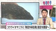 大淀川水系で爆発的に増殖「コウライオヤニラミ」宮崎県が「特定外来生物」指定を環境省に要望へ