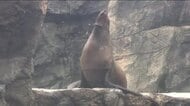 国内最高齢のトドに長寿の象徴エビやサメ　水族館の敬老の日　生き物から長寿の秘訣を探る