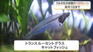 仙台うみの杜水族館でハロウィーンを楽しむ　骨まで透き通る魚など不思議な姿の生き物を集めた特別展示