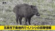 【イノシシ目撃情報】新潟・五泉市でイノシシ8頭を目撃　警察が付近住民に注意呼びかけ