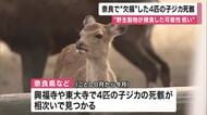 「わずか2カ月の間に4件も連続して見つかったのはさすがに気持ち悪い」奈良・興福寺や東大寺で体の一部が欠損した計4匹の子ジカの死骸見つかる「野生動物が捕食した可能性は低い」と県　人が関与の可能性も