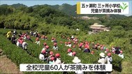 伝統の茶摘みを小学生が体験学習 宮崎県五ヶ瀬町