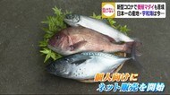 養殖マダイが苦境 “日本一の産地”立ち向かう取り組み「今はやる使命感」【愛媛】