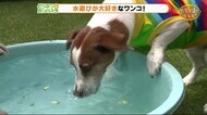 冷やしキュウリだワン!【どうぶつのカンパネラ】富士市