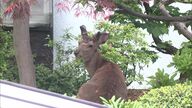 札幌市中央区の住宅街に野生の“シカ”出現―体長1メートル程で角もあるオスジカ_その後民家の庭に居座り―警察は付近の住民らに注意を呼び掛け