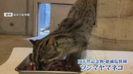 超レア！絶滅危惧種・ツシマヤマネコの素顔を初公開 「繁殖エリア」での生活は… 福岡市動物園開園70周年