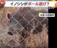 イノシシが小学校の校庭でボール遊び？　ポイッと放り投げたりツンツンしたり…「雨が降った後よく出没」広島・江田島市