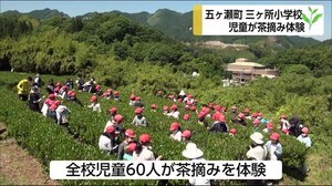 伝統の茶摘みを小学生が体験学習 宮崎県五ヶ瀬町
