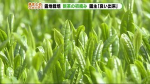 新茶シーズン到来 露地もの初摘み 静岡・島田市