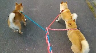 散歩中の柴犬3匹のリードが 編まれる 光景がかわいい 飼い主に状況を聞いてみた