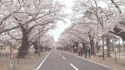 優しく・力強く　訪れる人を出迎える桜のトンネル　富岡町・夜の森の桜並木《ふくしま桜紀行2025》