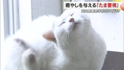 警察学校で訓練に励む学生などを見守る（寝る？）「たま警視」は校内で癒やしを与えるアイドルネコ【岡山】