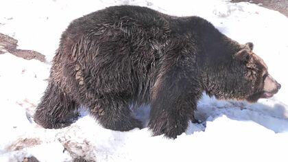 ガリガリガリ！扉を叩くクマ　【冬眠明けの生態】北海道別海町でシカ捕食するクマ衝撃映像…2025年秋のドングリ不作が2026年春まで影響 仲間のエサで目覚める個体も