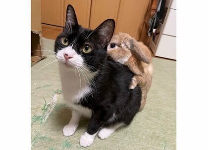 猫の背中にピッタリくっつく「うさぎ」がかわいい…“リュック”みたいになる理由を飼い主に聞いた