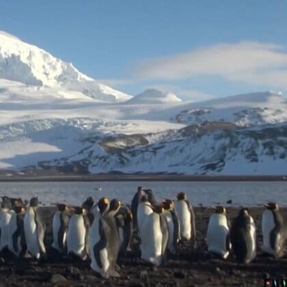 【波紋】「ペンギンとの貿易戦争」“トランプ関税”対象にペンギン住む無人島も…“関税ショック”で日経平均一時1400円超急落　石破首相「措置見直し強く求める」