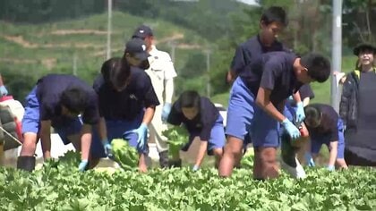 中学生がレタスの収穫体験　生産量東北一を誇る岩手・一戸町