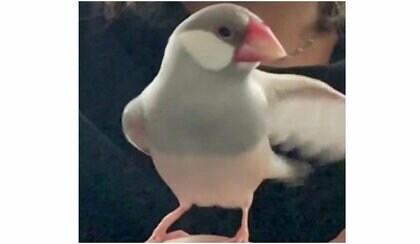 「おパンツ職人の朝は早い」おしりがふわっふわになる文鳥の羽繕いがかわいすぎる…普段のさわり心地を聞いた