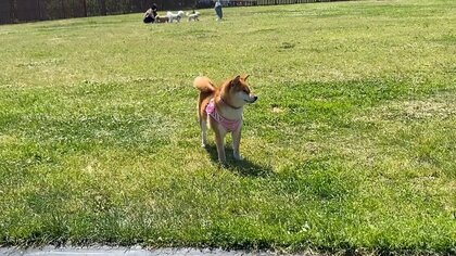 ドッグランで“犬見知り”を発動? ぽつんといる姿に「自分を見ているよう」と共感の声…その後を飼い主に聞いた