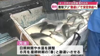 養殖ブリ“勘違い”で安定供給へ　日照時間や温度調整で「オールシーズン出荷可能に」大分