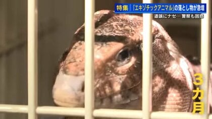 警察への“落とし物”にトカゲ、ヘビなど「エキゾチックアニマル」が急増　飼育は簡単でないことを理解して【広島発】