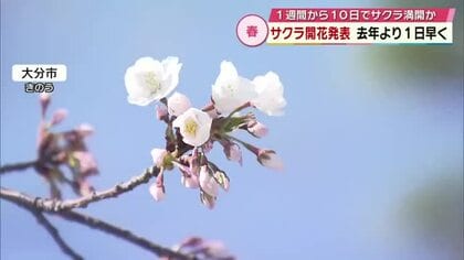 桜の開花発表　2025年より1日早い開花　今後1週間から10日ほどで満開の予想　大分