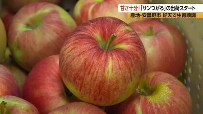 「例年になく良い出来」長野・安曇野で「サンつがる」出荷スタート　早生種のリンゴ　好天で糖度は十分、バランス良い“甘酸っぱさ”　9月上旬まで