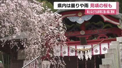 福島県内は曇りや雨模様　海上や浜通り・中通りでは強風に注意　いわき市でシダレザクラが見ごろに