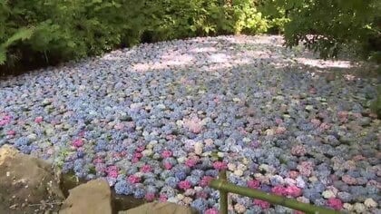 アジサイが水面に広がる幻想的風景「あじさいの池」約5000輪が池に浮かぶ　岩手県一関市