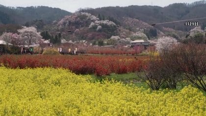 《ふくしま桜紀行2026》福島市・花見山　様々な種類の桜と春の花木が織りなす絶景