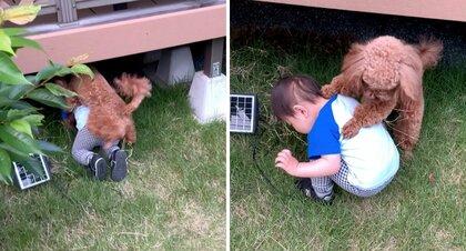 「そこは立ち入り禁止」軒下に入る1歳児を全力で止める犬が賢い! 背中から“ガッチリ阻止”の状況を聞いた