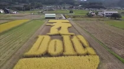 豊作ヨロシク！　矢沢永吉さんファンが集い「永ちゃん田んぼ」で曲に合わせて稲刈り【岡山・美作市】