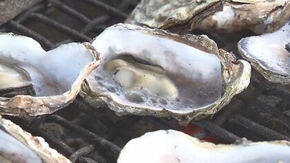 カキの旬到来！ プリプリの身で甘みたっぷり…養殖産地に賑わい戻る　豪雨に強い「スミノエガキ」の研究も【佐賀発】