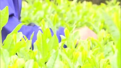 80年以上続く伝統の茶摘み　延岡市の三川内小中学校で中学生が守り抜いた「学びの茶畑」