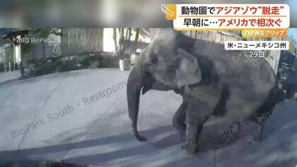 飼育場を抜け出し動物園内を歩き回るゾウ　カンガルーはフェンスを跳び越え3日間の逃走劇　アメリカ