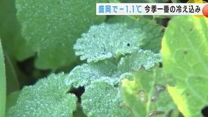 盛岡で氷点下1.1℃ 　今季一番の冷え込み　霜柱も　岩手県