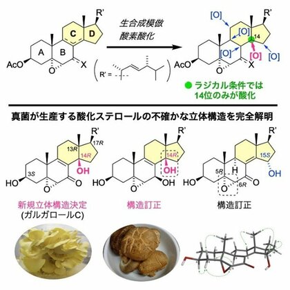 【大阪工業大学】キノコの効能に関わる分子を解明