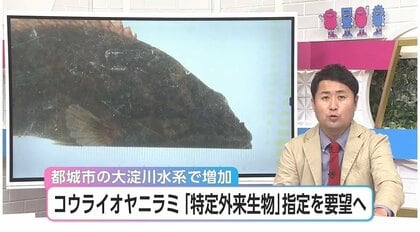 大淀川水系で爆発的に増殖「コウライオヤニラミ」宮崎県が「特定外来生物」指定を環境省に要望へ