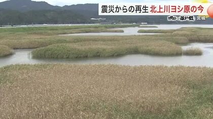 津波で４割消失の北上川ヨシ原　外来種の侵入と環境変化で危機迫る〈宮城〉