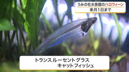 仙台うみの杜水族館でハロウィーンを楽しむ　骨まで透き通る魚など不思議な姿の生き物を集めた特別展示