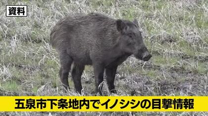 【イノシシ目撃情報】新潟・五泉市でイノシシ8頭を目撃　警察が付近住民に注意呼びかけ