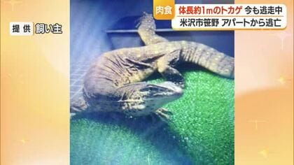 体長約90センチのヒャクメオオトカゲ逃走・こげ茶色の体に黄色の斑点　肉食・毒なし　山形・米沢市