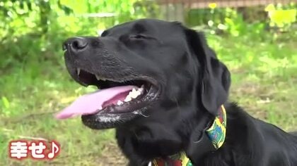 モフモフが大集合！大型犬の女子会　ドッグランを所狭しと駆け回る“女子”たち…お水は仲良くシェア