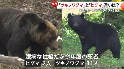 違いは？「ツキノワグマ」被害急増も「ヒグマ」も危険…過去には“OSO18