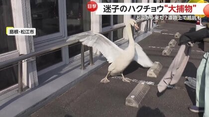 迷子の白鳥”街中で大捕物…羽広げて威嚇する「コブハクチョウ」車道に