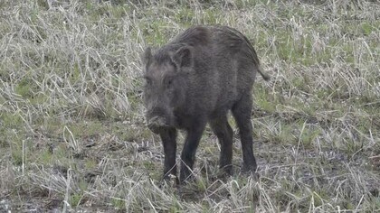 三条市にイノシシ出没 警察などが捕獲作業中 新潟